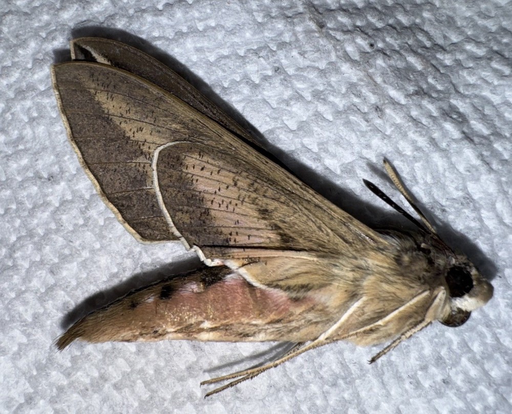 JSR White Lined Sphinx Moth - Hyles lineata FL