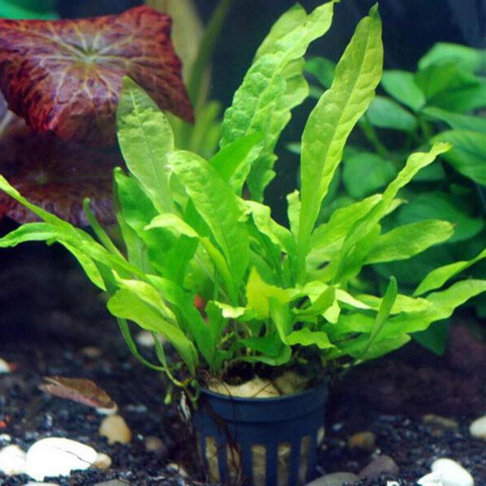 Java Fern | Aquarium Plants Factory®