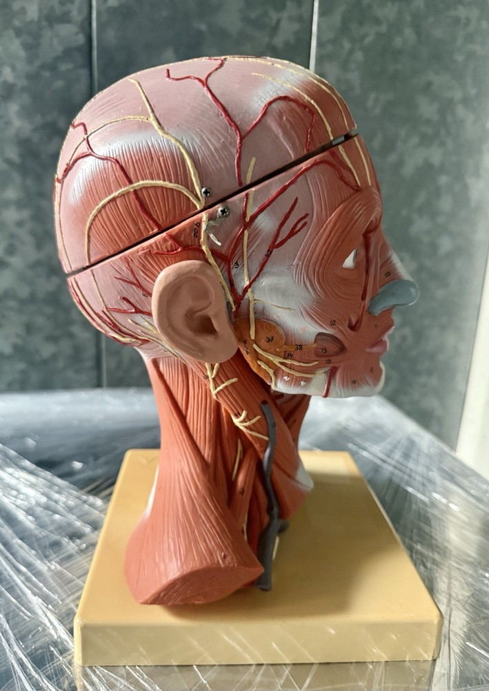 Head Model with Muscles & Vessels