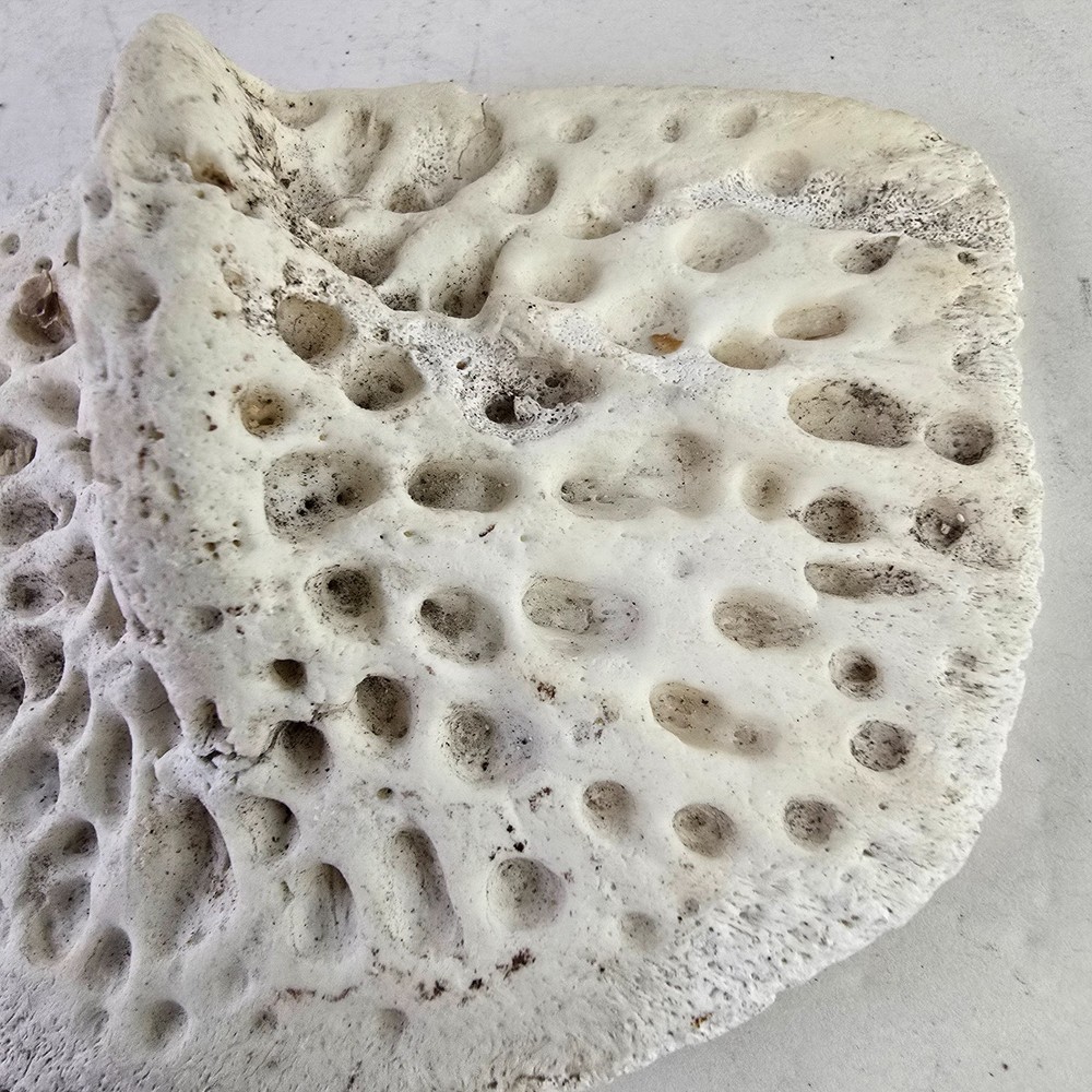 Gator Alligator Back Scute bone bones Bony scutes croc weird Osteoderms white