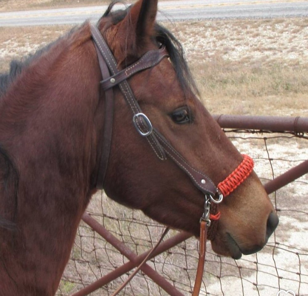 side pull hackamore attachment with a whoa orange and brown.. mini to draft siz