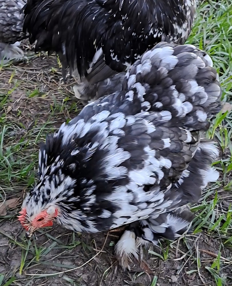 1 Dozen Bantam Cochin Hatching Eggs
