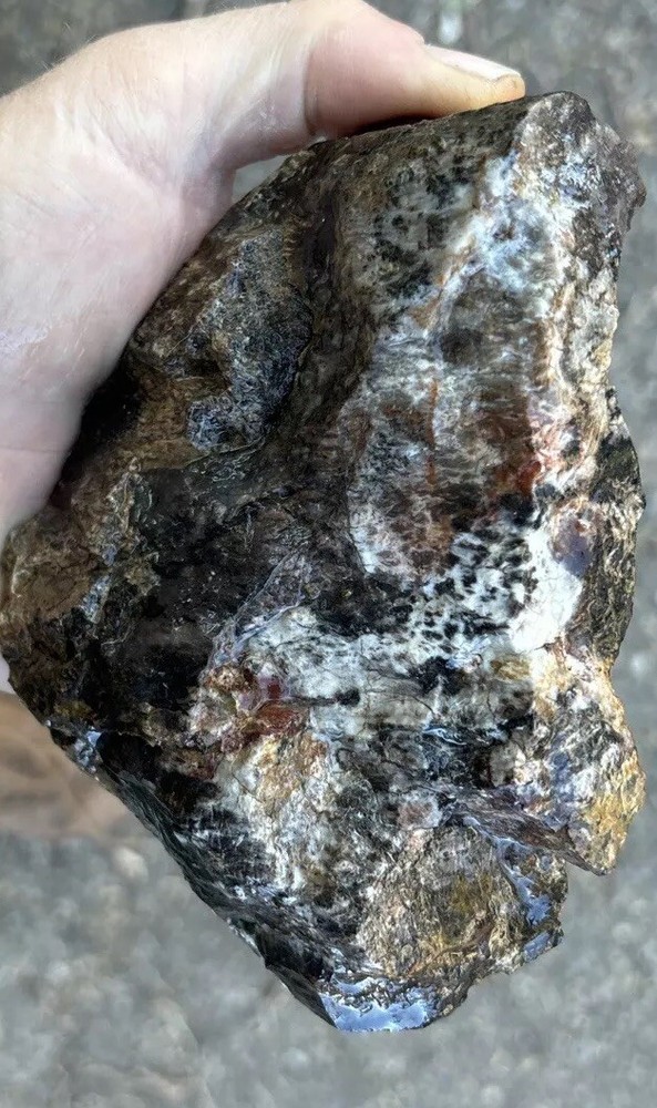 Silver Creek Junction petrified wood