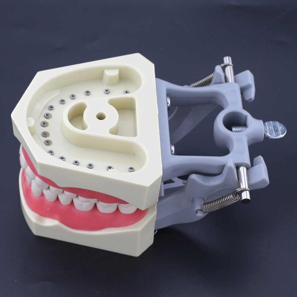 Columbia 860 Type Dental Typodont Teeth Model 32pcs Removable Teeth Soft Gingiva