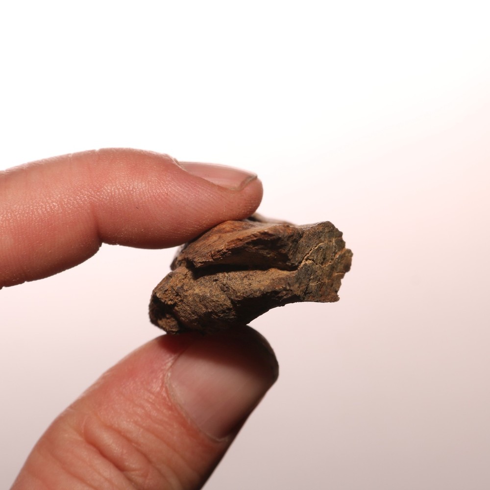 Dinosaur Vertebrae Process - Great - Beautiful - Hell Creek Formation Cretaceous