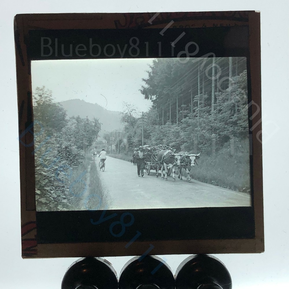 Cart pulled by cows with logs bicyclist rural road edwardian magic lantern