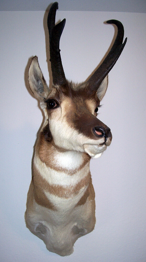 Pronghorn Antelope Taxidermy Mount