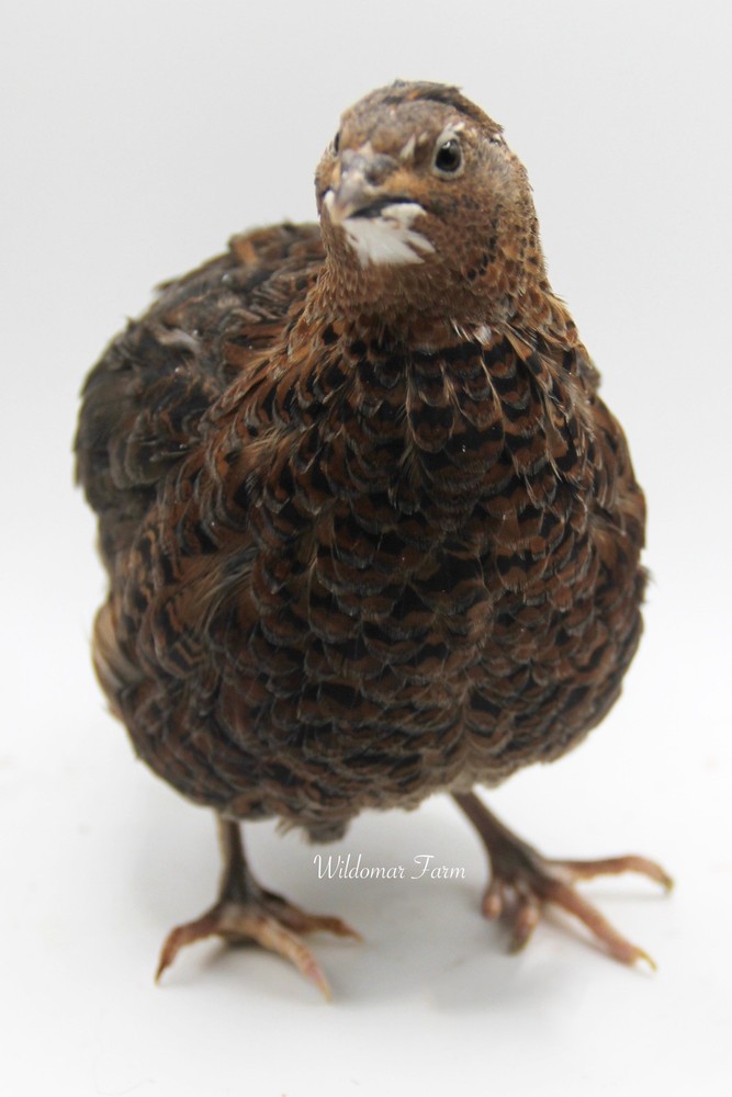 36 Coturnix Quail Hatching Eggs