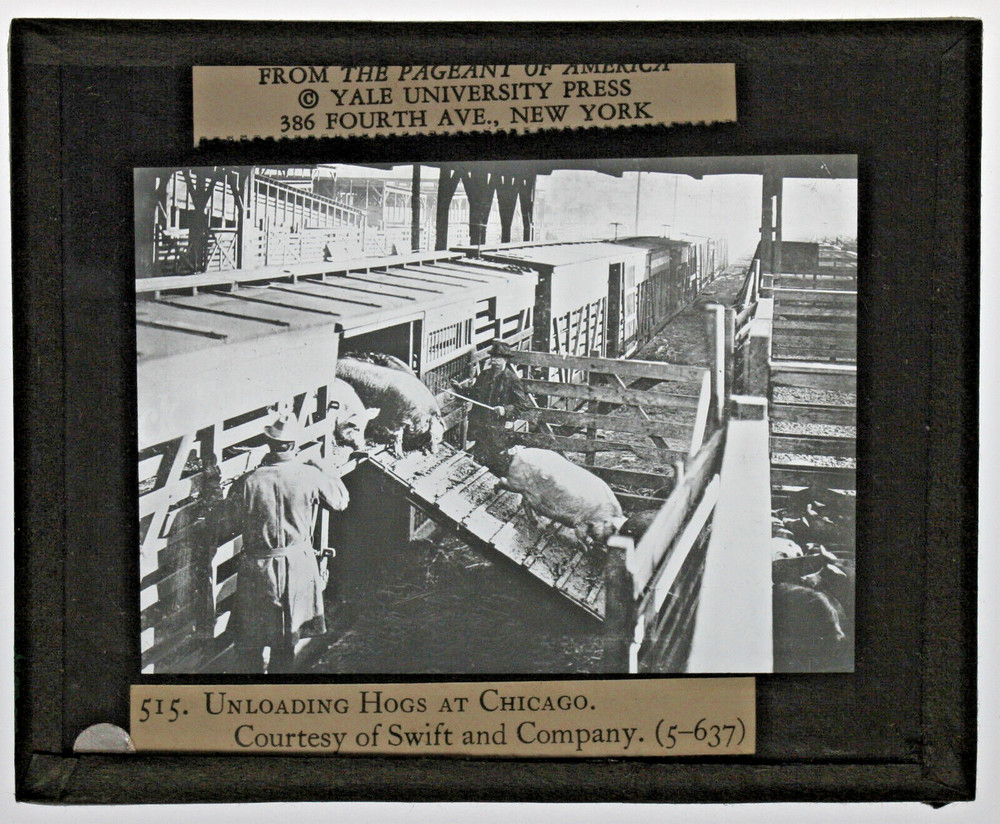 MLS  - #515 Unloading Hogs at Chicago - Courtesy Swift Co  MLS131