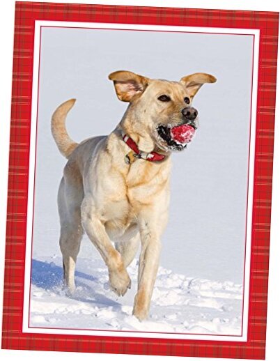 Got Ball? - Yellow Lab Christmas Cards