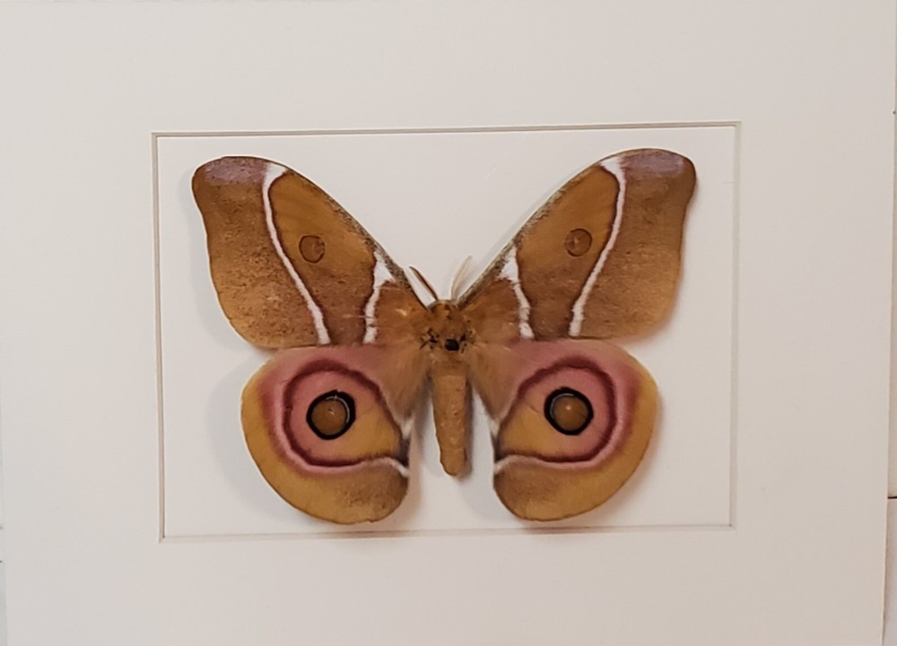 Real framed Suraka Silkmoth from Madagascar (F)