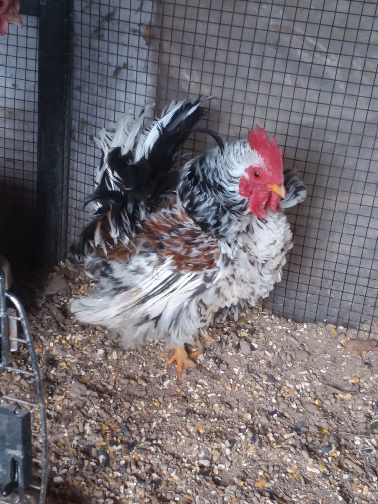 10+ Fertile Serama Chicken Hatching Eggs