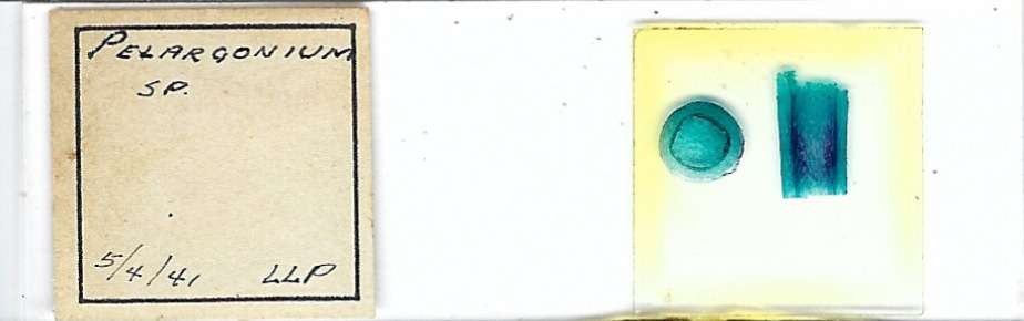 Pelargonium sp. Microscope Slide