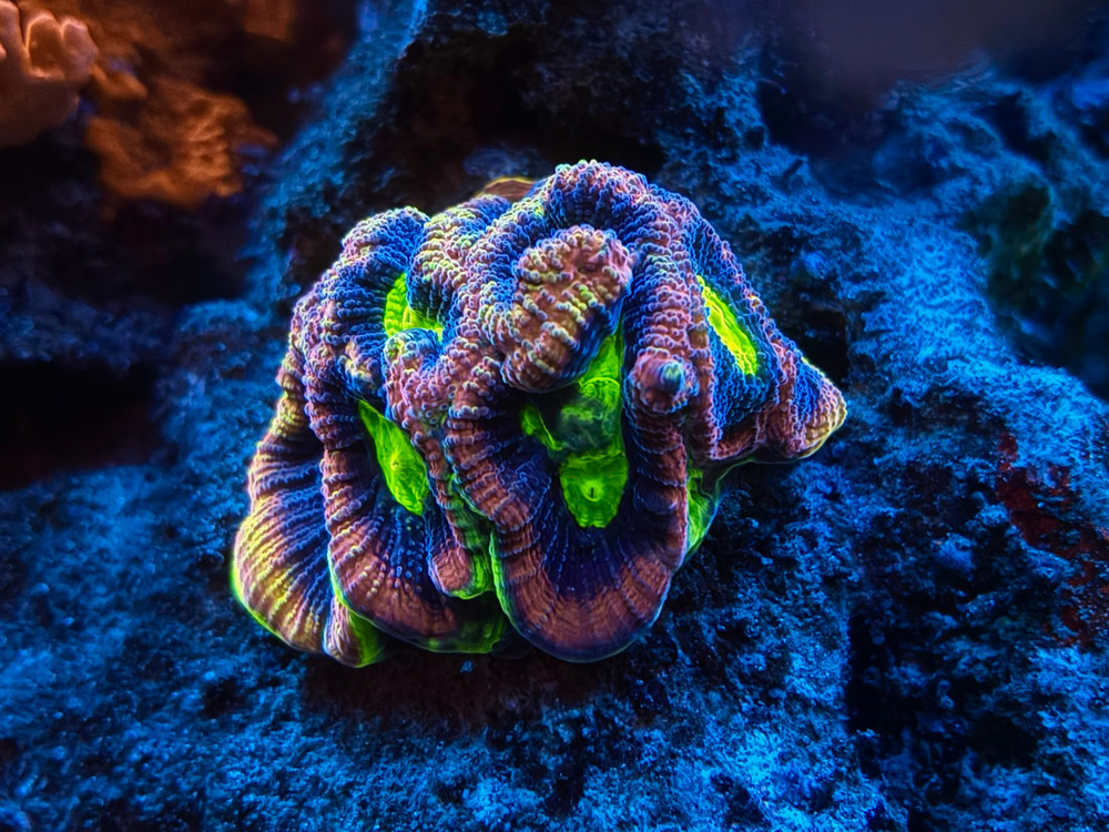 Complete Trace System - 2000 mL- Major and Minor Trace Elements for Reeftanks