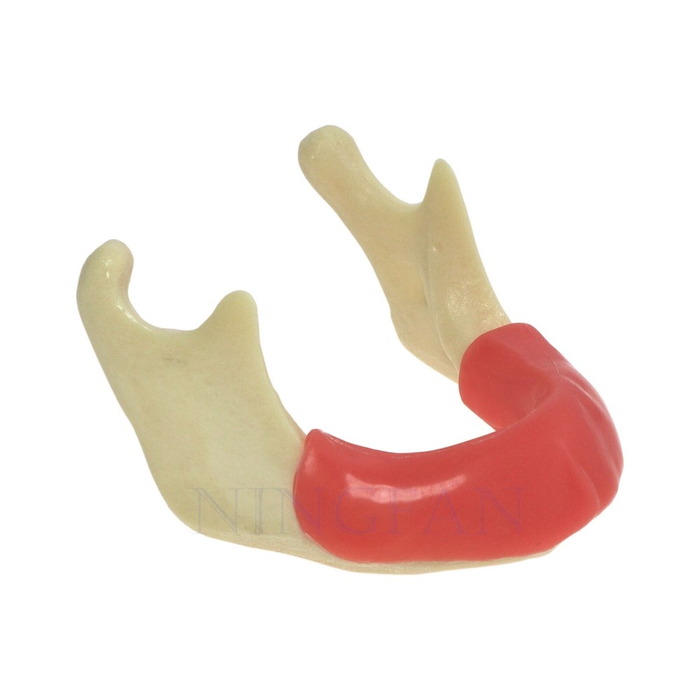 Dental Implant Practice Model, Lower Jaw Drilling, Maxillary Sinus Lifting Type