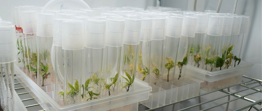 Complete Tissue Culture Kit Microclone Cloning Micropropagation Tissueponics TC