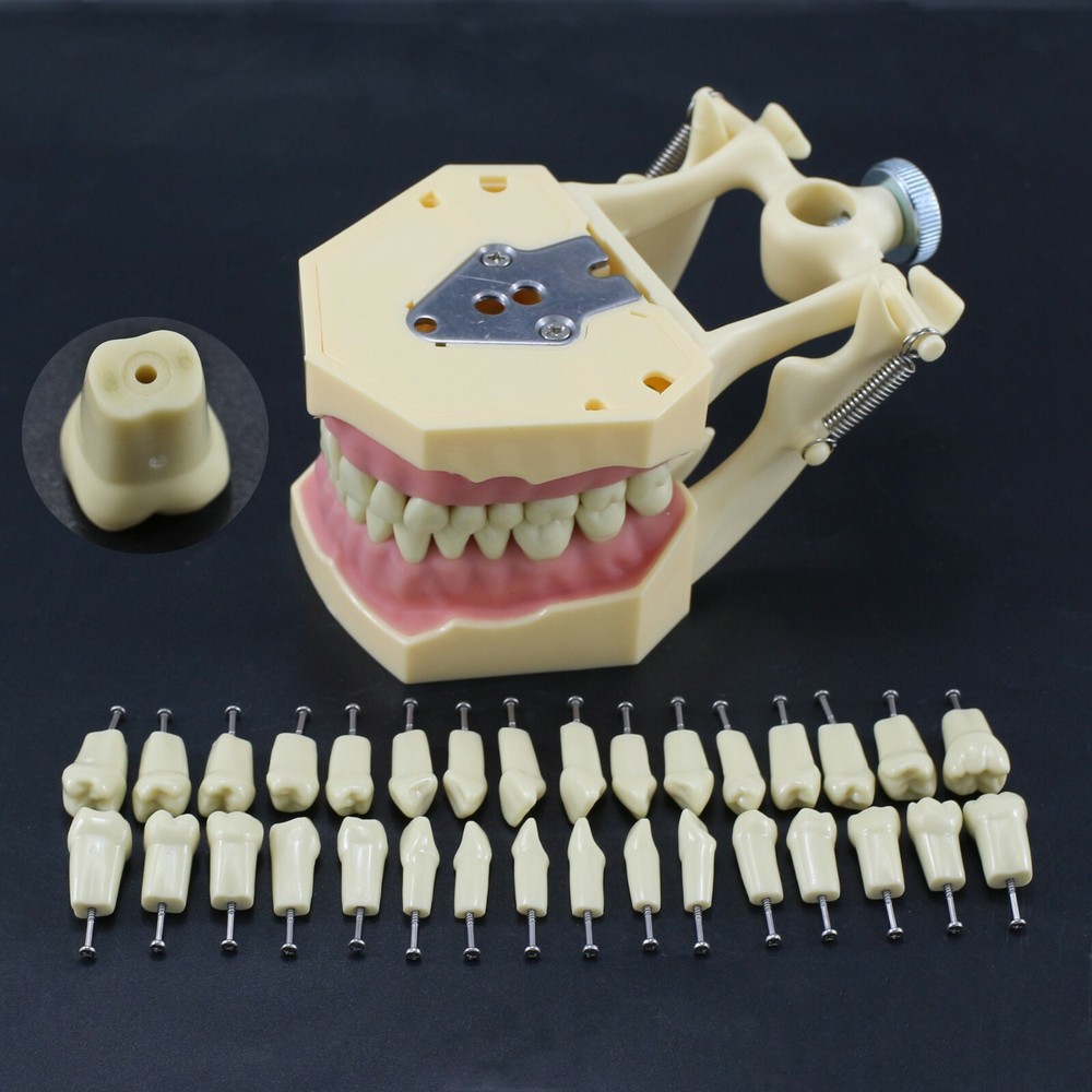 Dental Restorative Typodont Standard Model Removable 32PC Teeth Numbered Frasaco