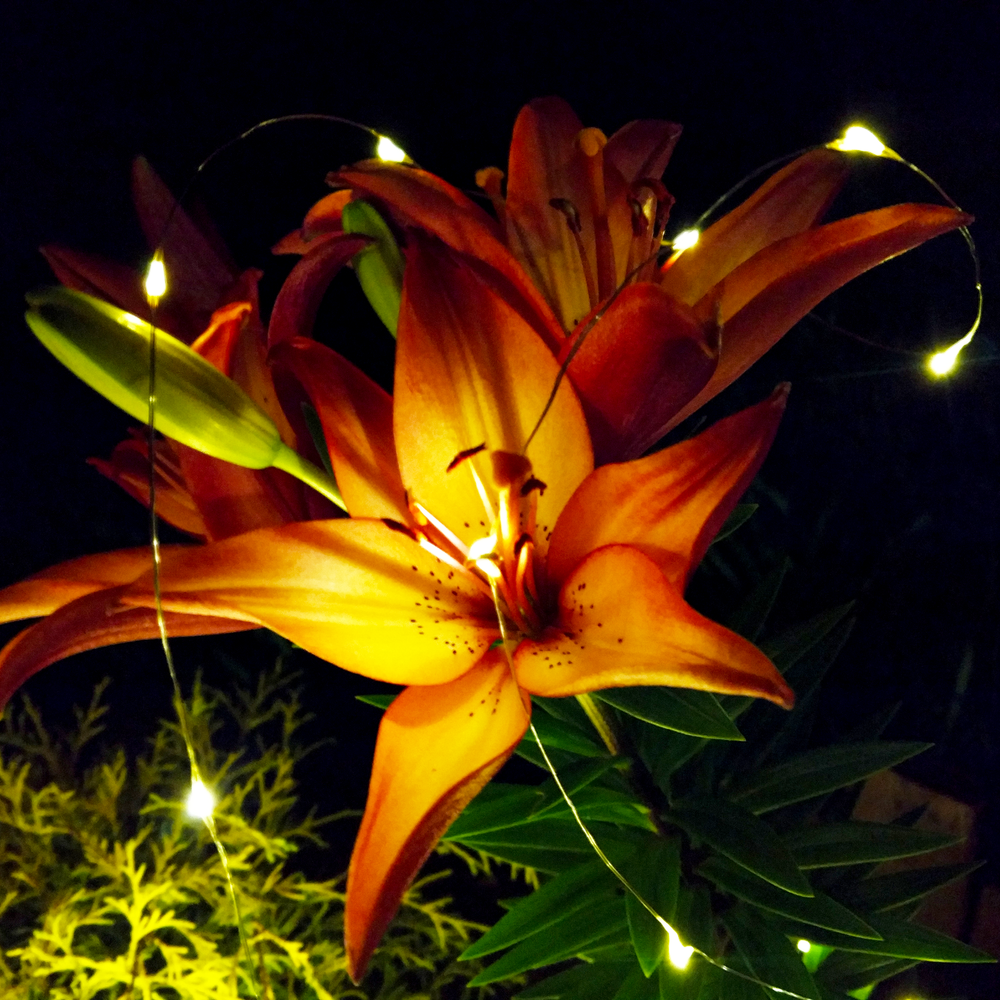 Solar Powered LED String Lights