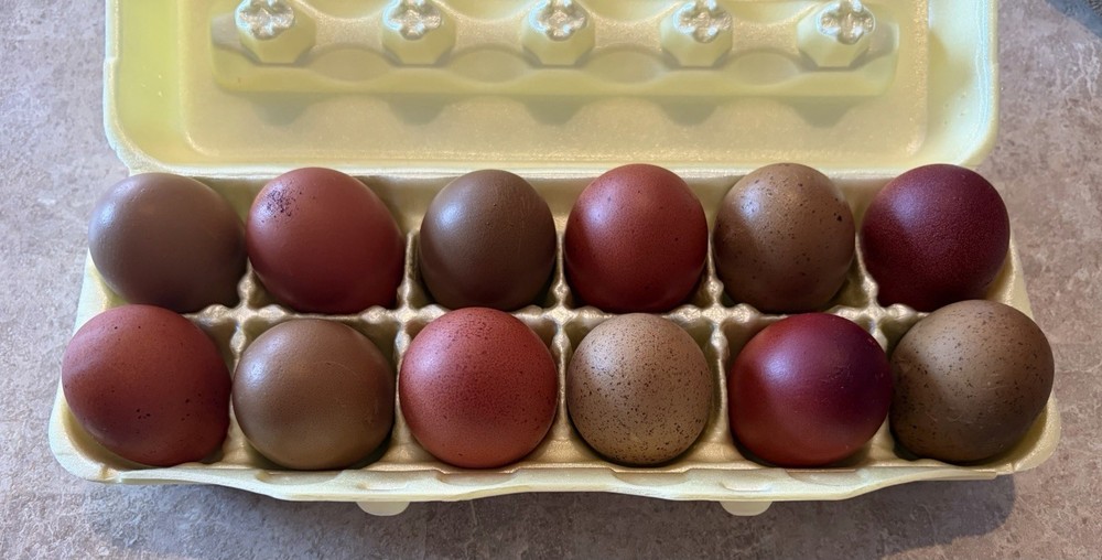 Fertile Hatching Eggs