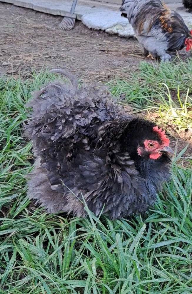 1 Dozen Bantam Cochin Hatching Eggs