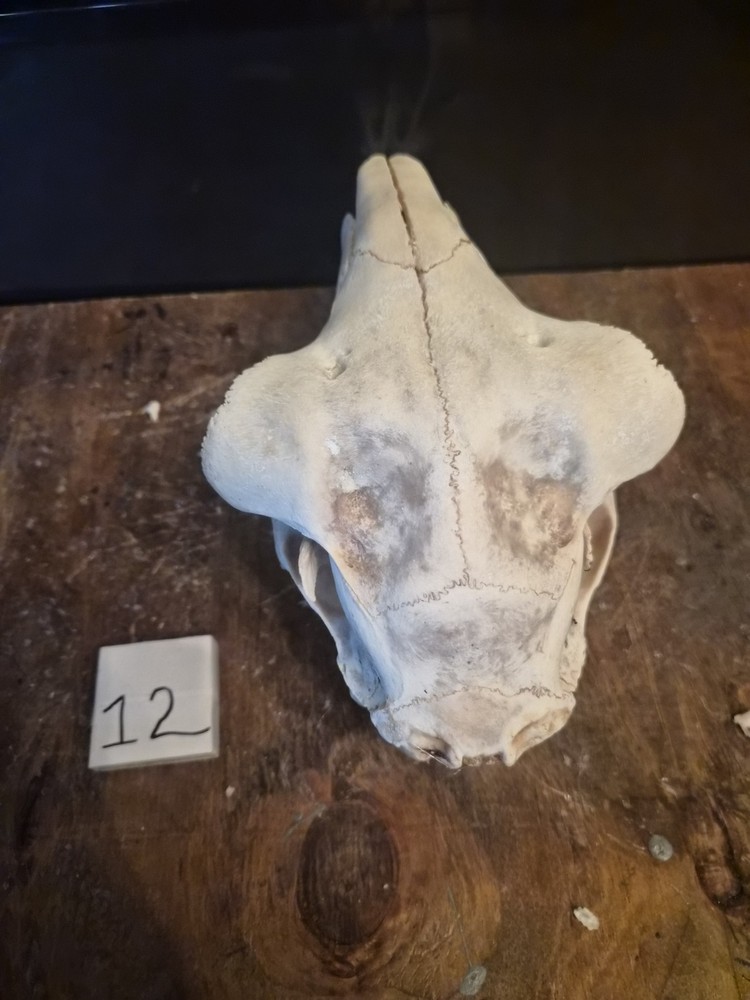 Sheep Skull