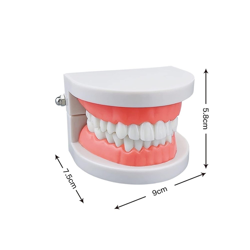 Standard Teeth Model, Kids Dental Teeth Teaching Brushing Model Teeth Study S...