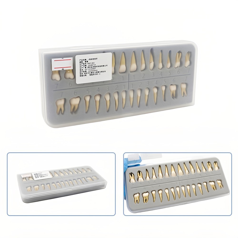Dental 1:1 Permanent Teeth Demonstration Teach Study Model with 28Pcs Teeth