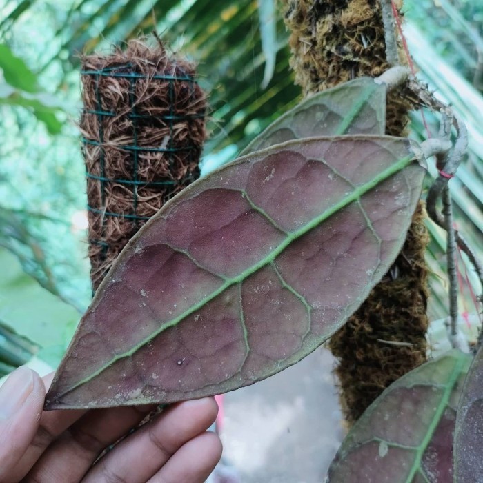 Hoya AFF Lambii Sp Borneo
