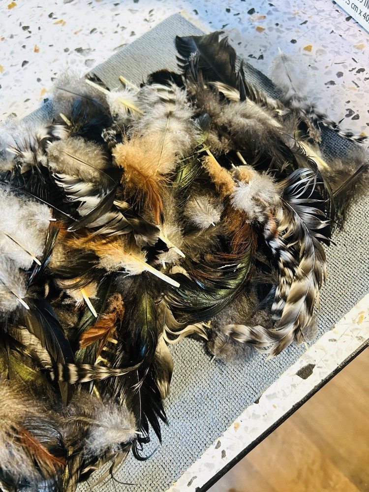 Colorful Chicken Feathers