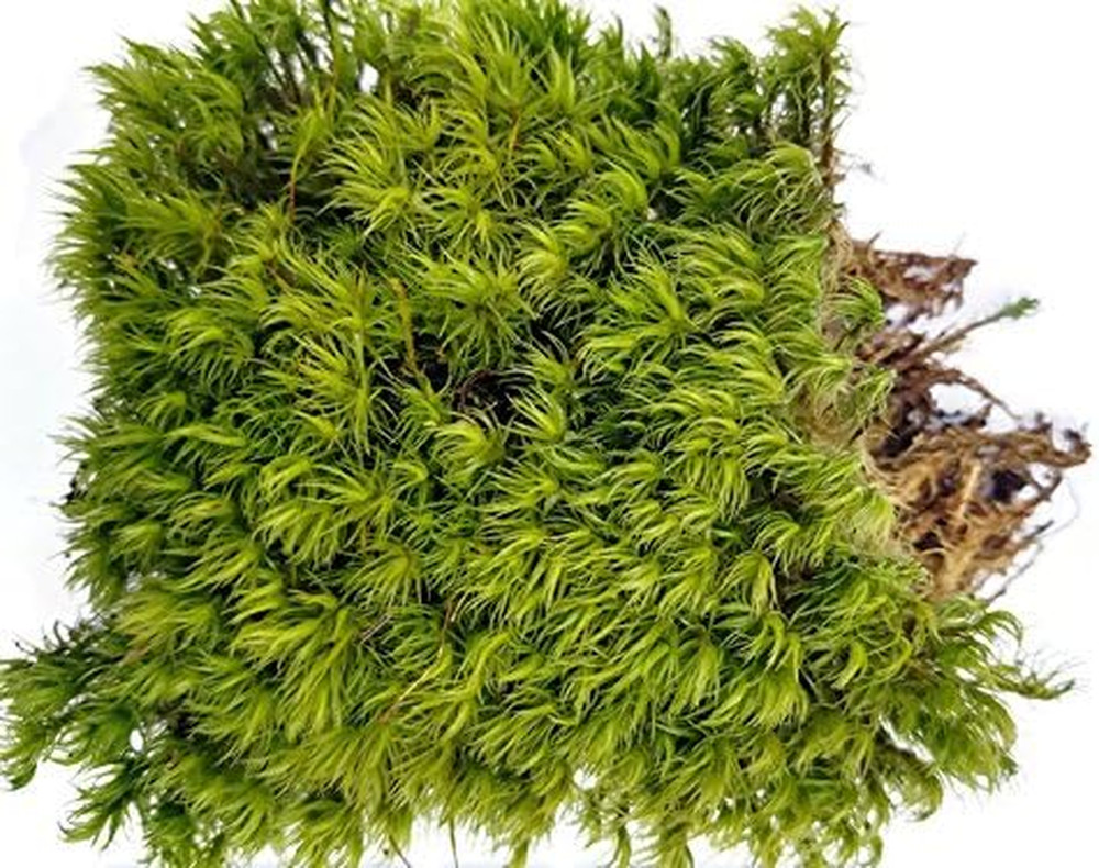Live Terrarium Moss Assortment