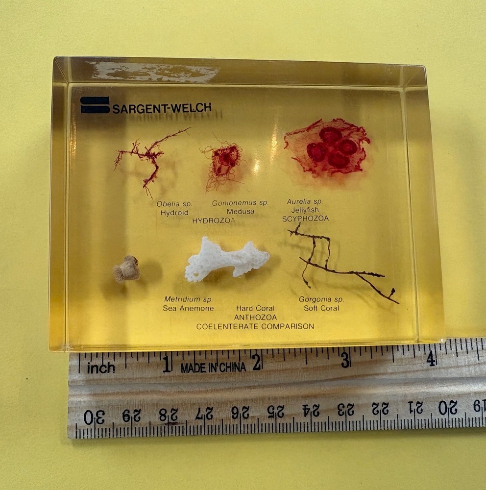 Sargent-Welch Anthozoa & Coelenterate Comparison Teaching Model