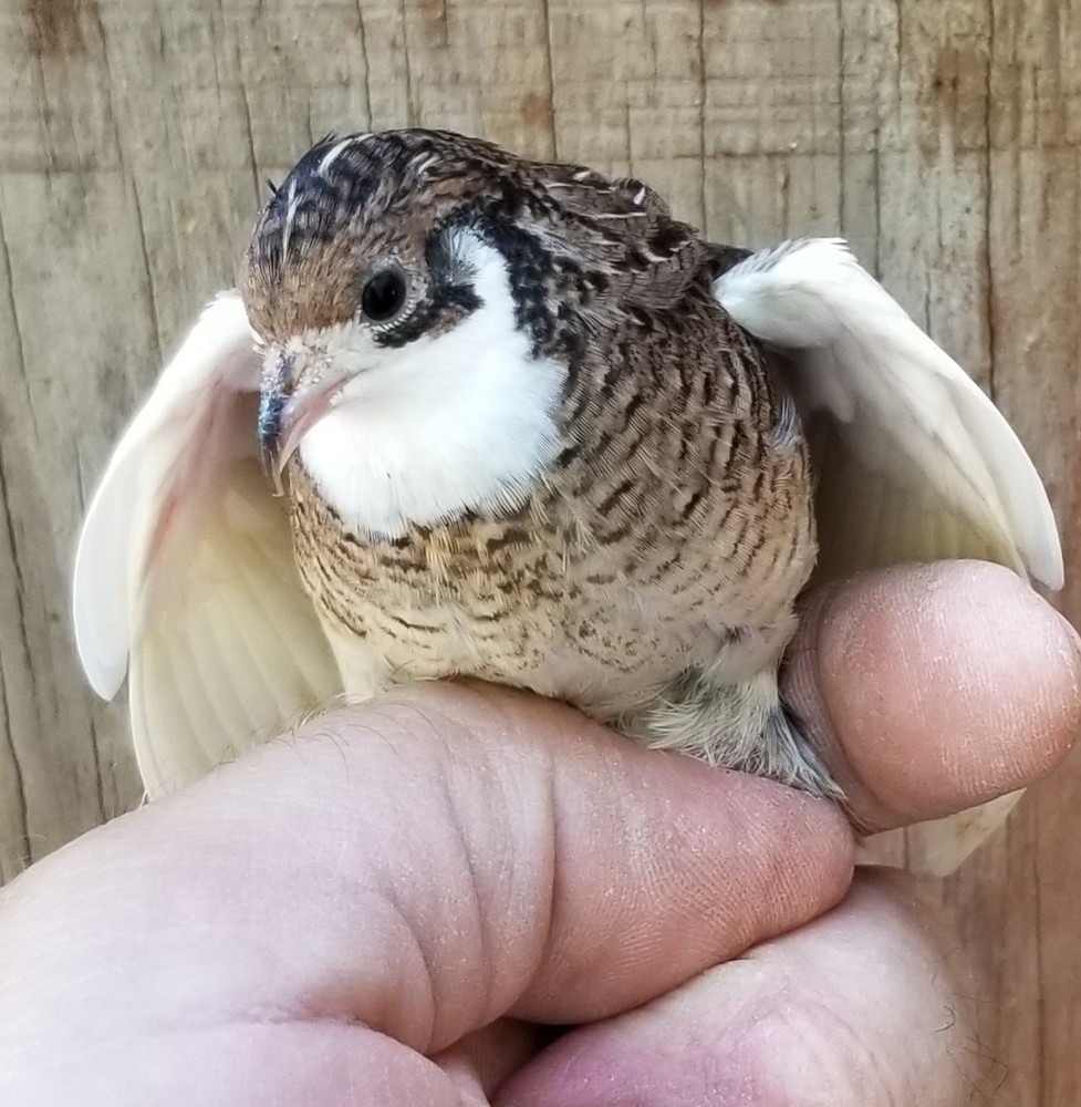 18 ++ Button Quail Hatching Eggs