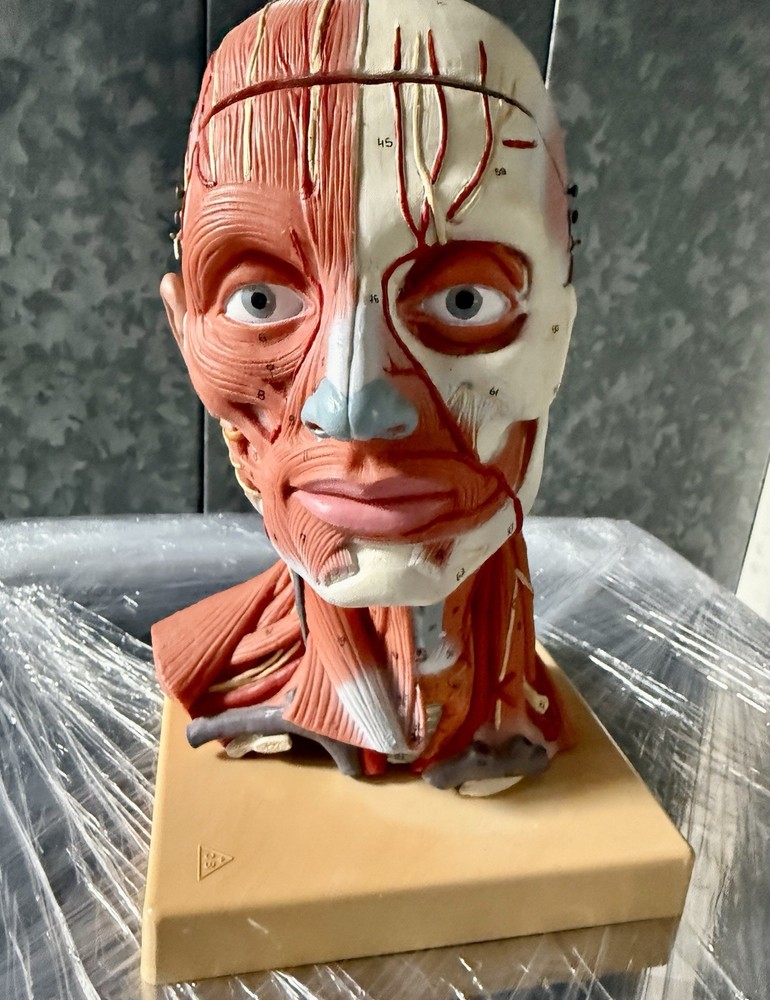 Head Model with Muscles & Vessels