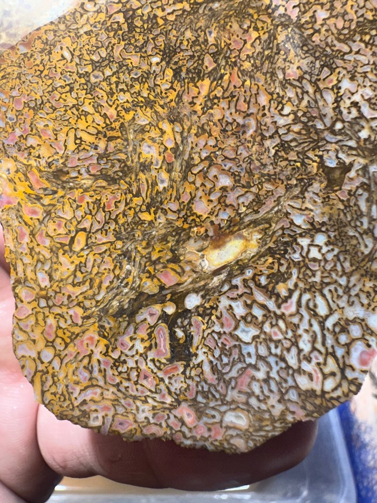 Dinosaur bone rough high grade slab.