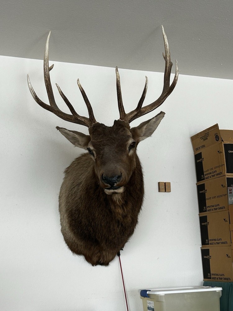 10 Point Bull Elk