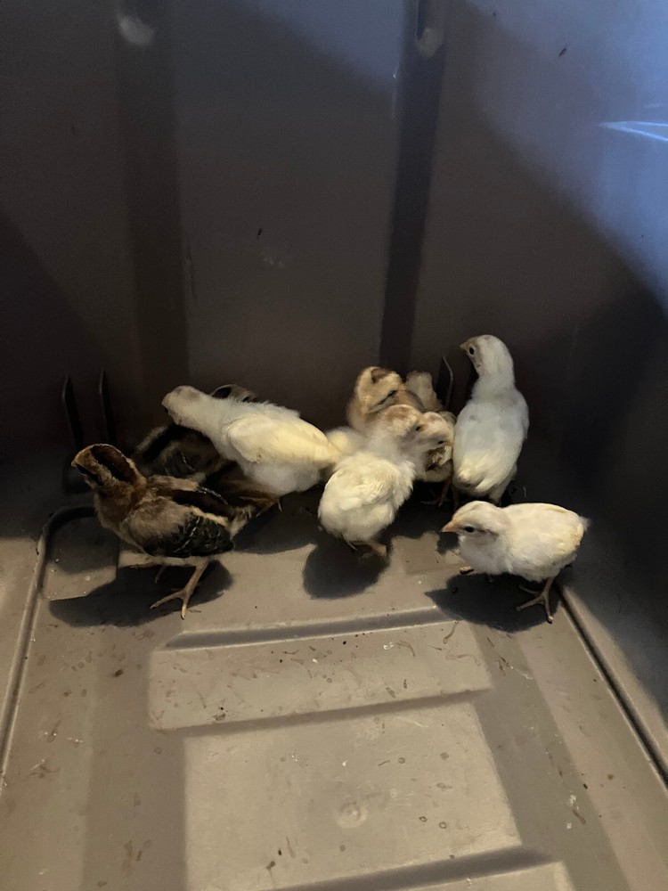 6 Ayam Ketawa Hatching Eggs