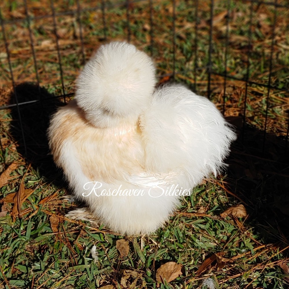 6 quality Silkie Hatching Eggs