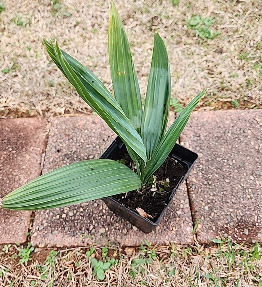 Sabal louisiana