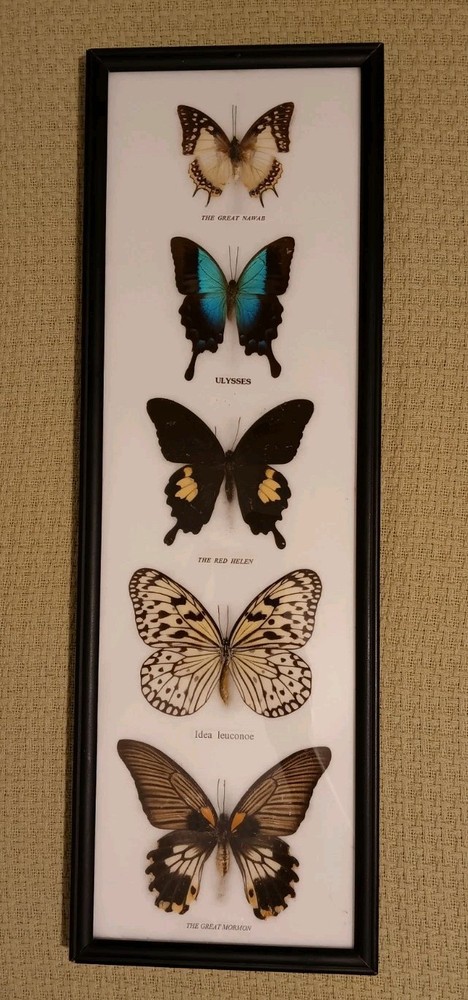 5 REAL BUTTERFLIES FRAMED COLLECTION GLASS