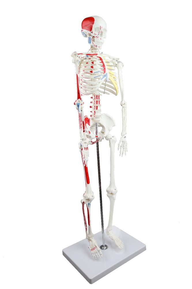 Vision Scientific Half Size Human Skeleton- 33” (84cm) with Muscles