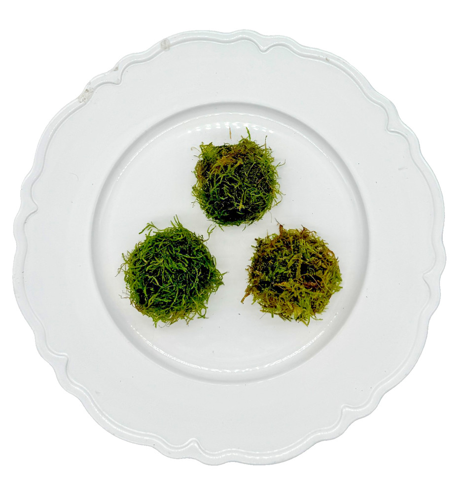 Tofu's Tanks Assorted Live Aquatic Moss, 2 fl. oz- Get Three Varieties!