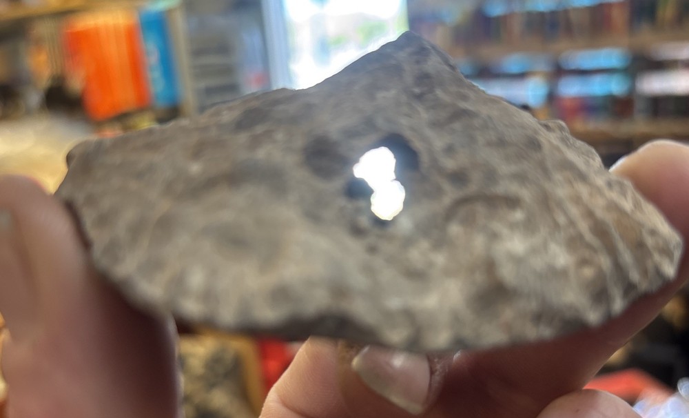 Petrified Coral End Polished