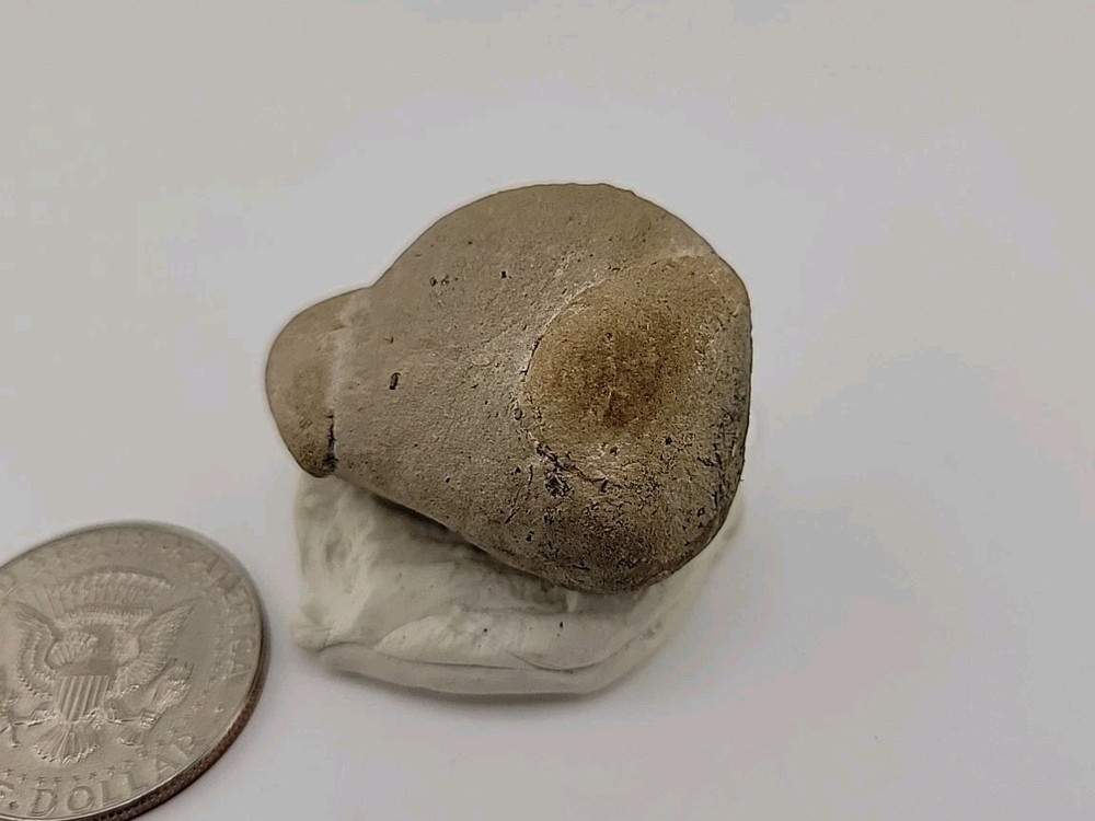 Egg Fossil Permineralized Snake 🐍