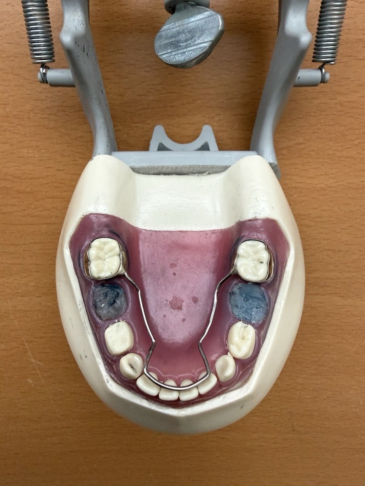 Columbia Dental Dentoform Model 760