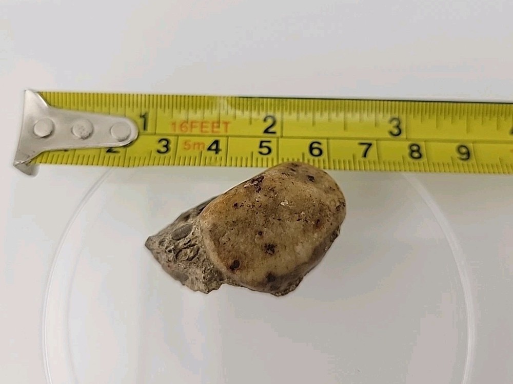 Fossilized Dinosaur HAND CLAW/Knuckle Bone Permineralized Fossil