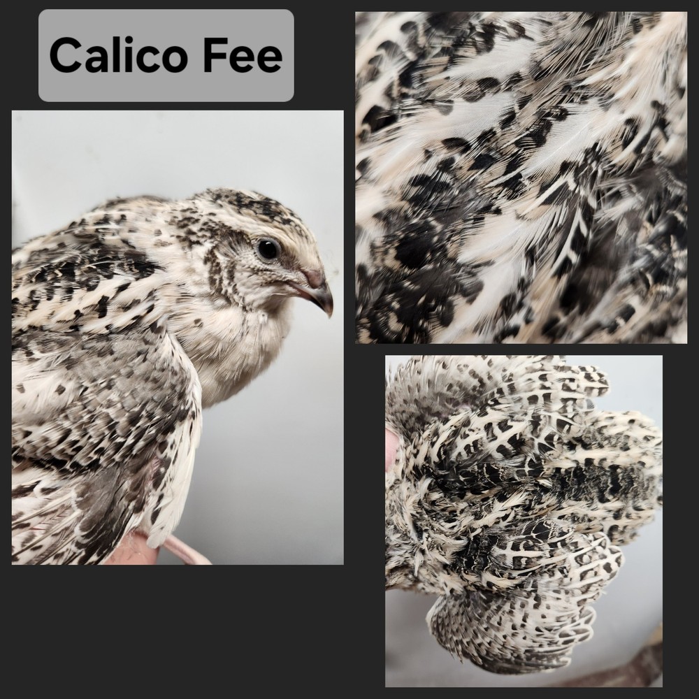 12+ Calico Fee Coturnix Hatching Eggs