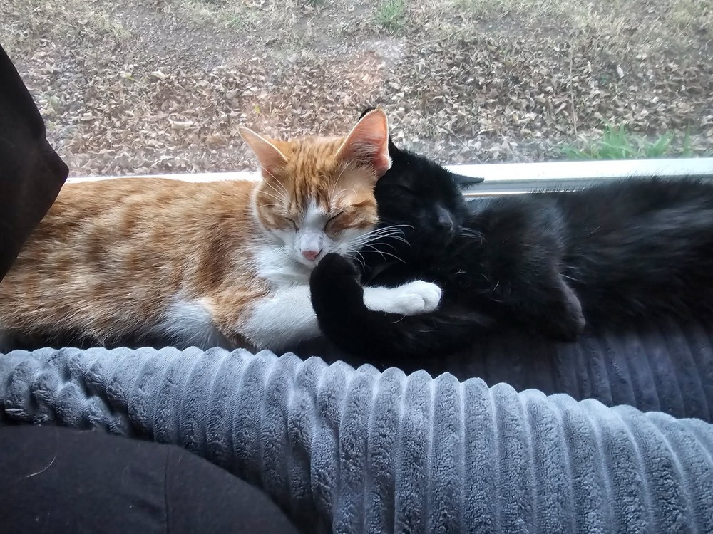 Kitties