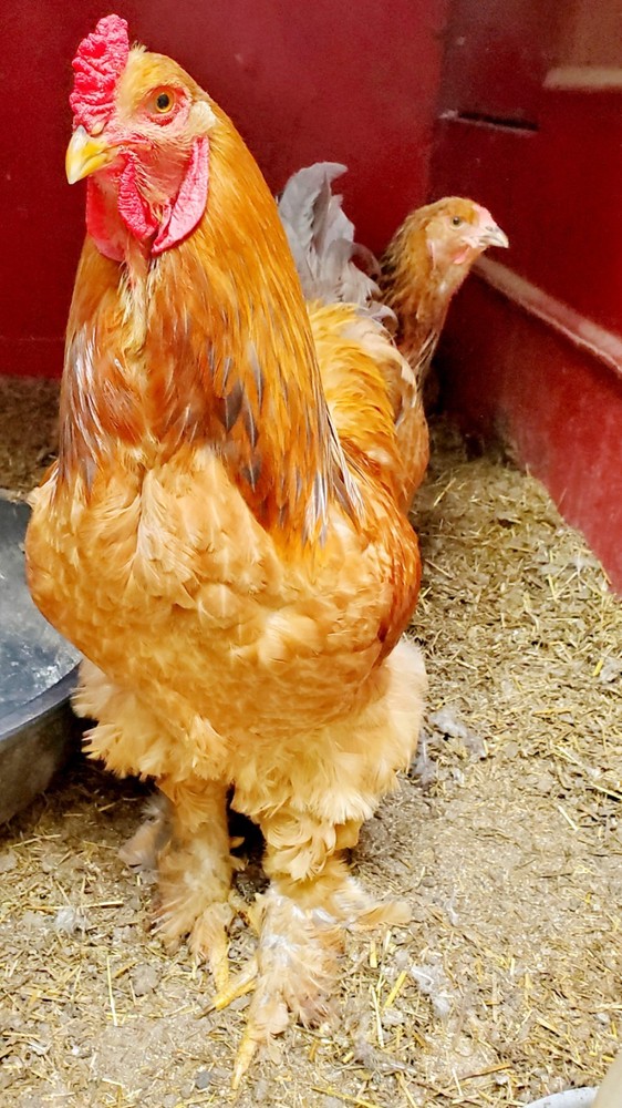 Blue Buff Columbia Brahma Hatching Eggs 8+