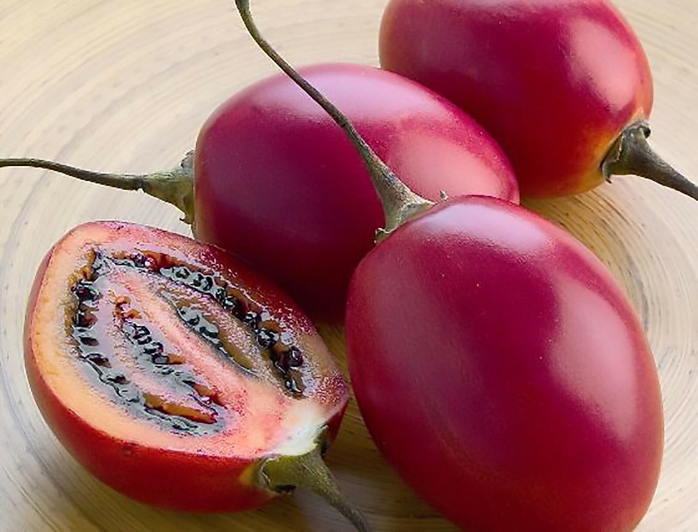 Tamarillo, (Tree Tomato), Cyphomandra betacea, Tree Seeds