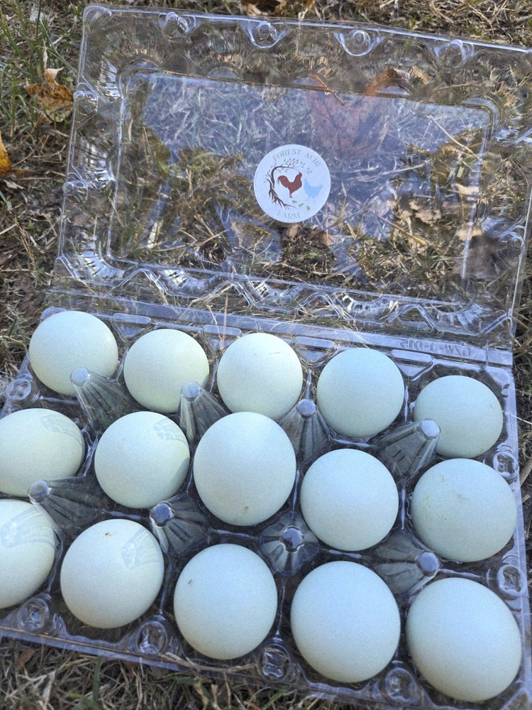 Cream Legbar Hatching Eggs 10+ Blue Eggs